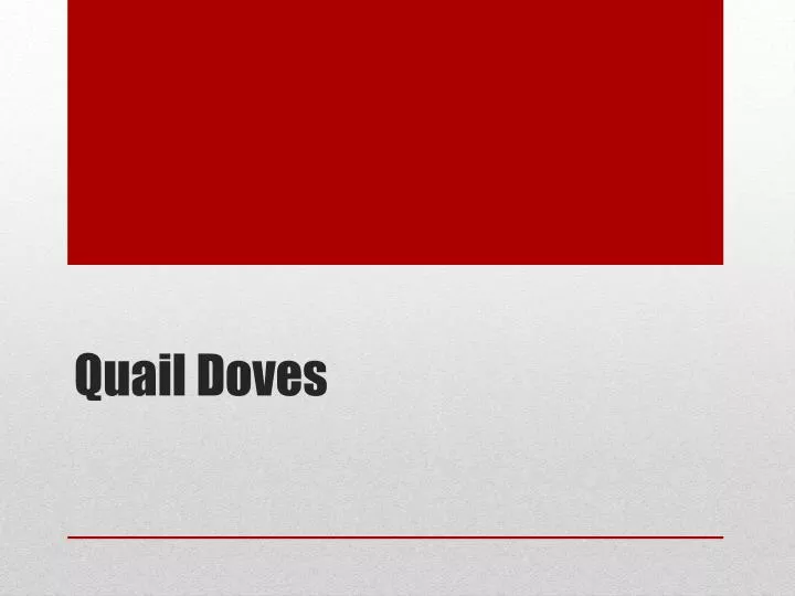 quail doves
