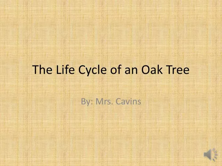 the life cycle of an oak tree