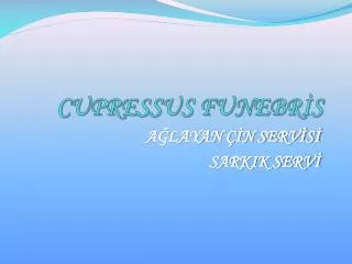 cupressus funebr s