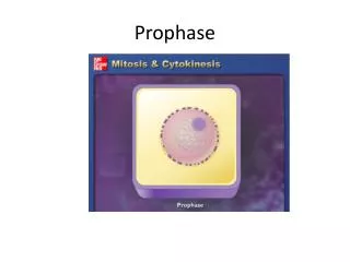 prophase