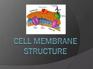 Cell membrane structure