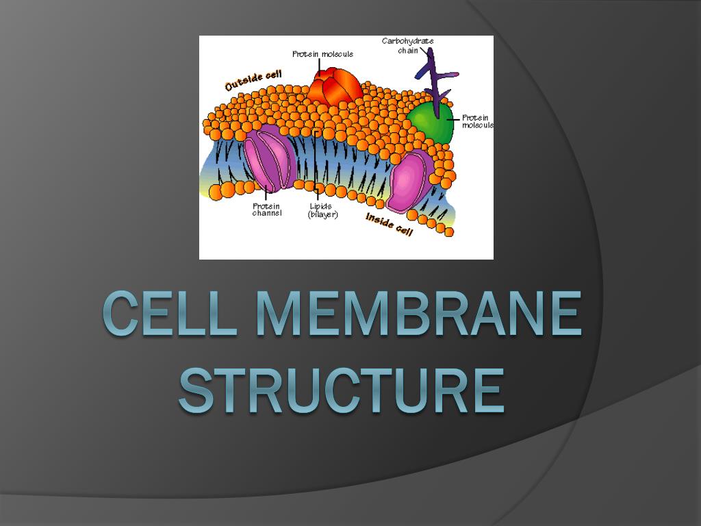PPT - Cell membrane structure PowerPoint Presentation, free download ...