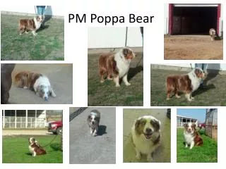 PM Poppa Bear