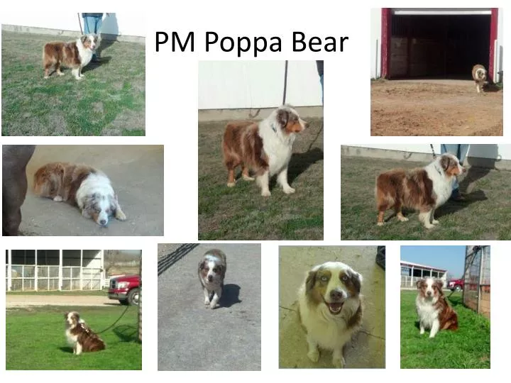 pm poppa bear