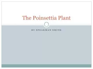 The Poinsettia Plant