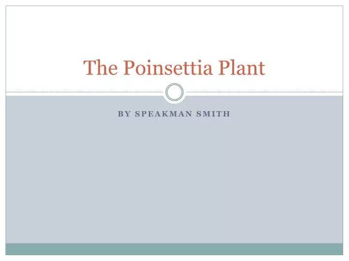 the poinsettia plant