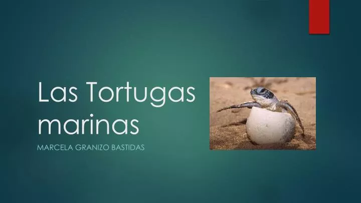 las tortugas marinas