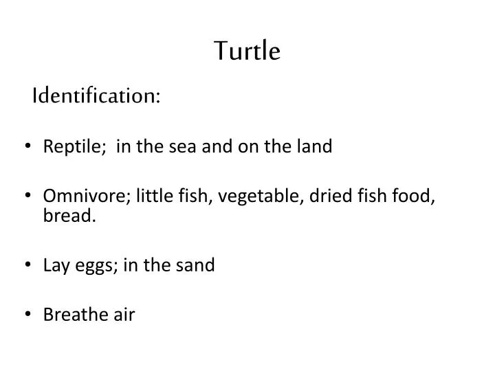 turtle