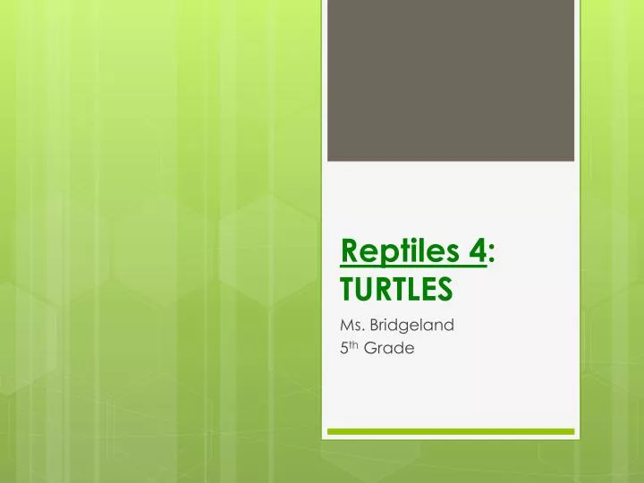 reptiles 4 turtles