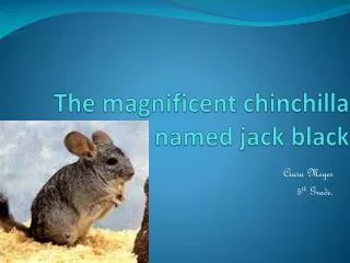 The magnificent chinchilla named jack black