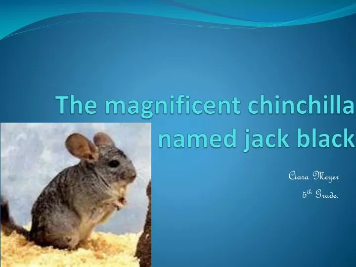 the magnificent chinchilla named jack black