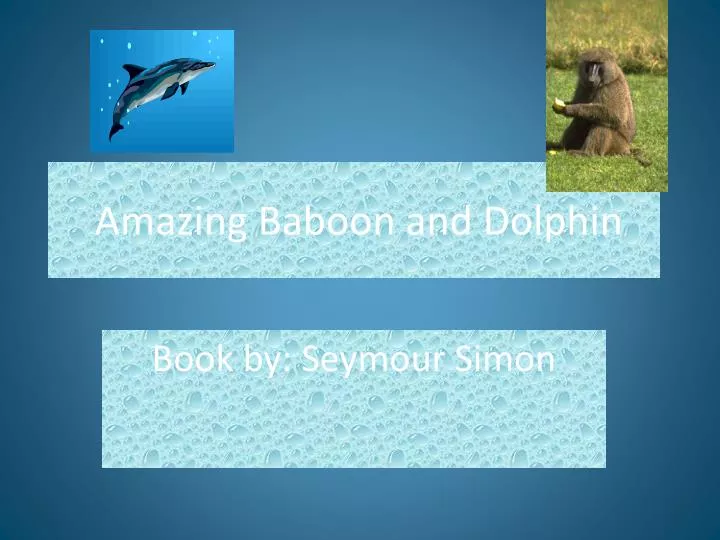 amazing baboon and dolphin