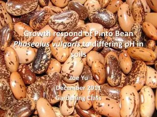 Growth respond of Pinto Bean Phaseolus vulgaris to differing pH in soils