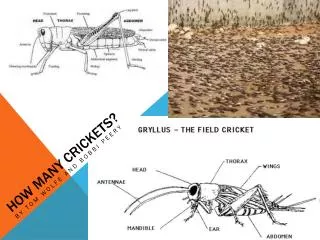 How Many Crickets?