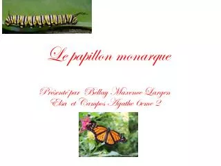 le papillon monarque