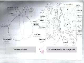 Section From the Pituitary Gland