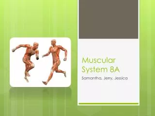 Muscular System 8A