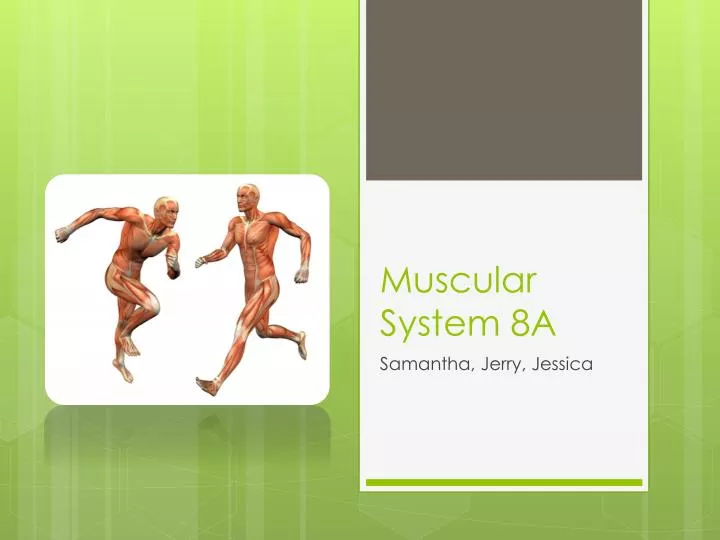 muscular system 8a