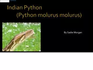 Indian Python 	(Python molurus molurus )