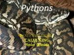 Pythons - slide 1