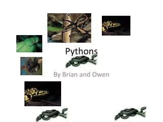 Pythons