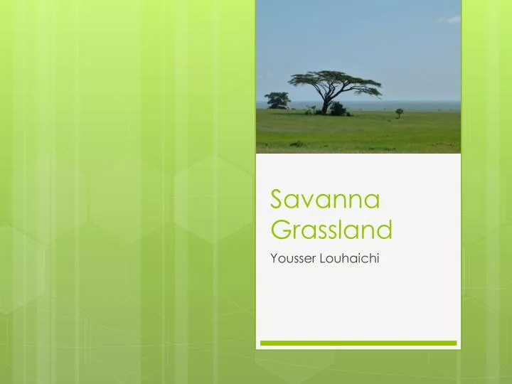 savanna grassland