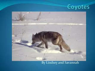 coyotes