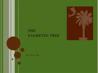 the palmetto tree