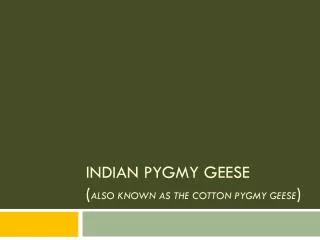 Indian Pygmy Geese ( also known as the Cotton Pygmy Geese )