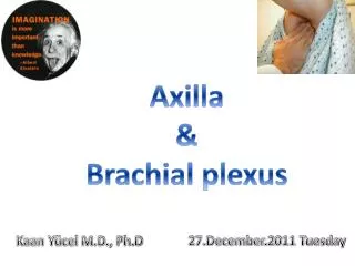 Axilla &amp; Brachial plexus