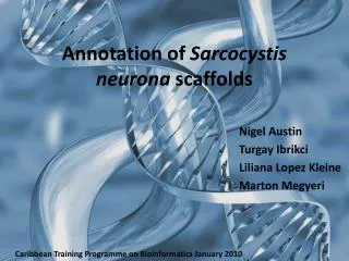 Annotation of Sarcocystis neurona scaffolds