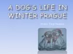 A Dog‘s Life in Winter Prague
