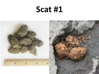scat 1