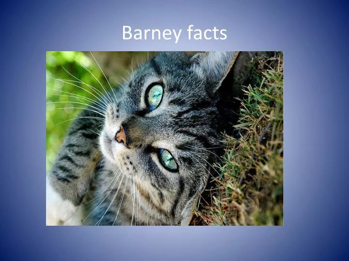 barney facts