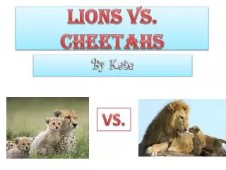 LIONS VS. CHEETAHS