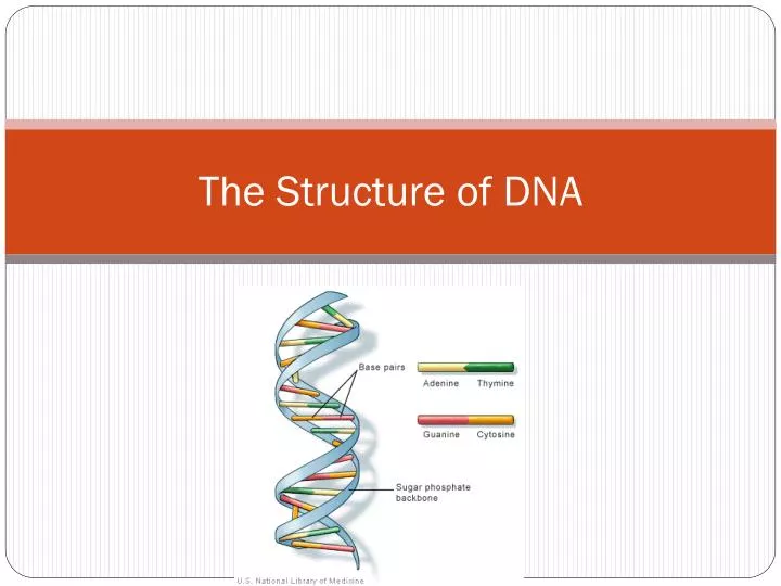 the structure of dna
