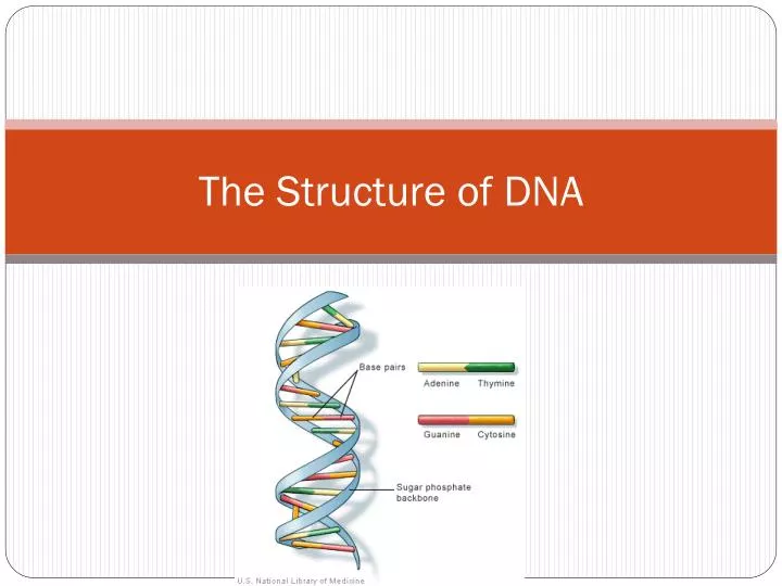 PPT - The Structure Of DNA PowerPoint Presentation, Free Download - ID ...