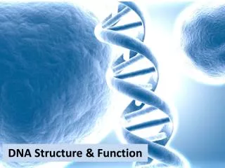 DNA Structure &amp; Function