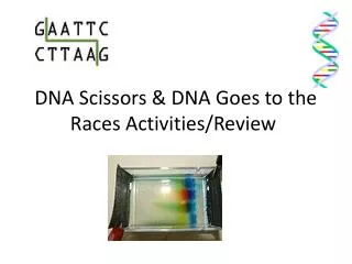 DNA Scissors &amp; DNA Goes to the Races Activities/Review