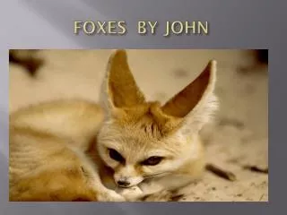 FOXES BY JOHN