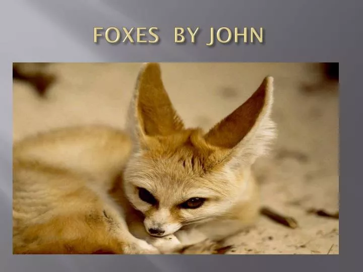 foxes by john