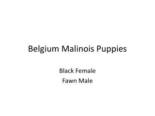 Belgium Malinois Puppies