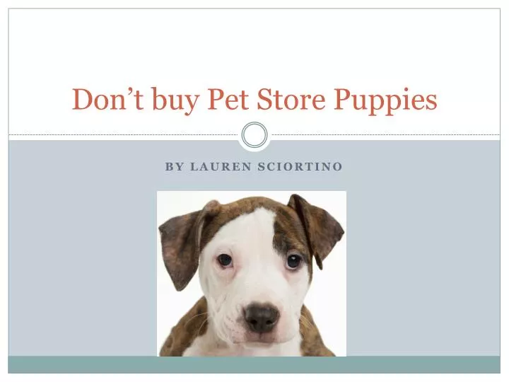 don t buy pet store puppies