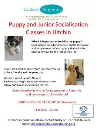 Puppy and Junior Socialisation Classes in Hitchin