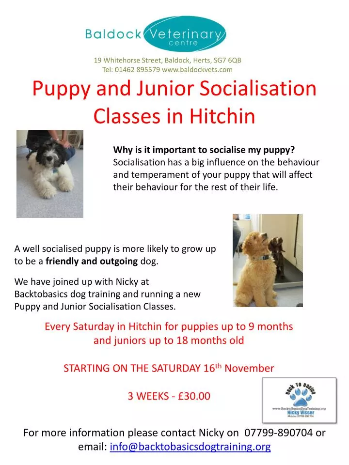 puppy and junior socialisation classes in hitchin