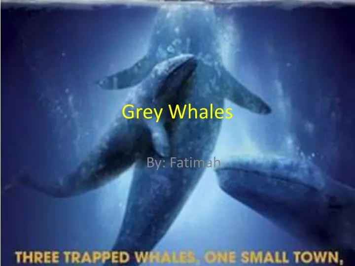 grey whales