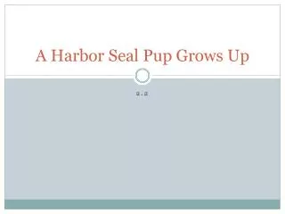 A Harbor Seal Pup Grows Up