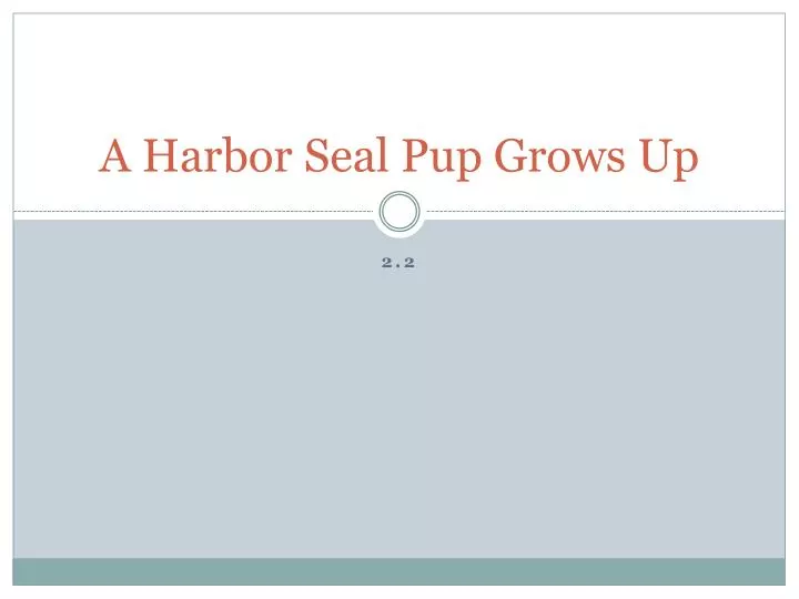 a harbor seal pup grows up