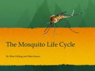 The Mosquito Life Cycle