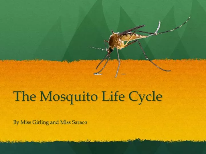 the mosquito life cycle